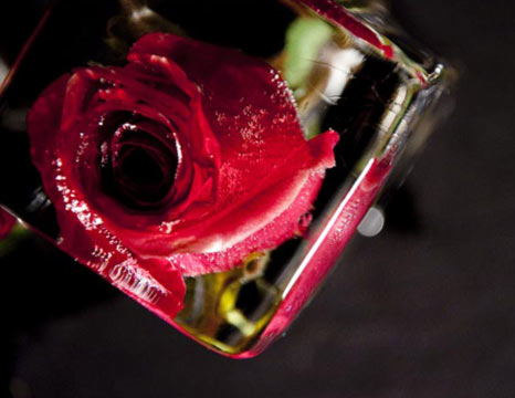 Rosa hielo